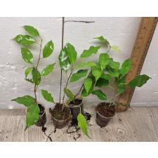 Ficus benjamina 'Yellow Gold' (S) стакан