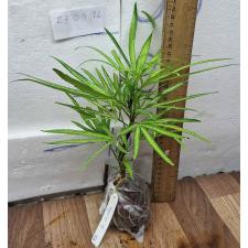 Осмоксилон линейный пёстрый. / Osmoxylon lineare variegated