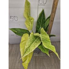 Philodendron calkins gold