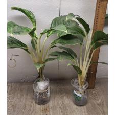 Aglaonema Ikkyu-san A-33
