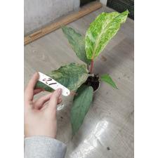 Anthurium variegated sp 21