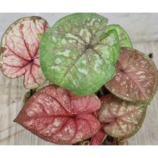 Каладиум сп. СС-4 / Caladium sp CC-4