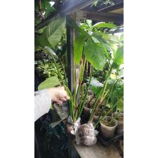 Philodendron tripartitum(T37) 193/1 (14,12,21)