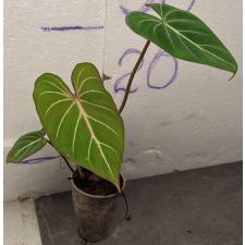 Филодендрон глориосум х сиб / Philodendron gloriosum × sib