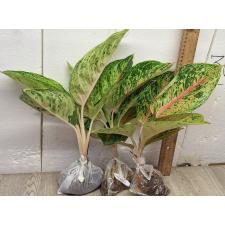 Аглаонема Боксинг / Aglaonema A-21 Boxing
