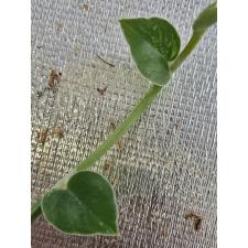 Рафидофора Хайи варегатная срез / Rhaphidophora hayi variegated pot