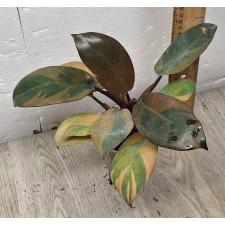 Philodendron 'Black Cardinal' variegated