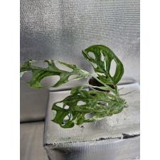 Monstera adansonii variegated (Indonesia) стакан L