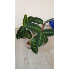 calathea warscewiczii м1200р