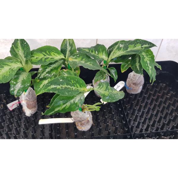 Аглаонема пиктум Триколор / Aglaonema pictum 'Tricolor'