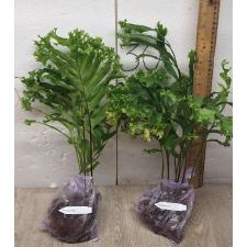 Drynaria sp. Crested Philippines.