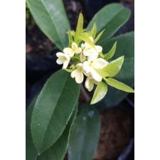 Osmanthus fragrans 197