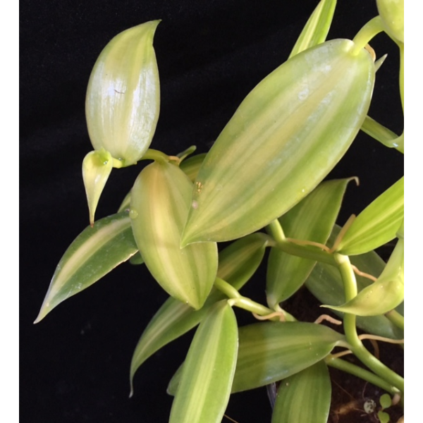 Vanilla planifolia 'Lemon Splash' 