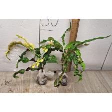 Codiaeum C-2 Thao thos sa pin Уценка