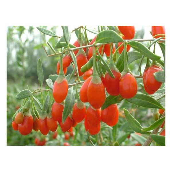 Godji (Lycium Barbarum) рассада однолетняя