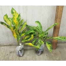 Codiaeum Variegated A-65 (Желтая варегатность)