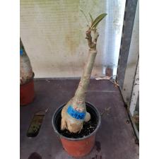 Adenium sp 7988
