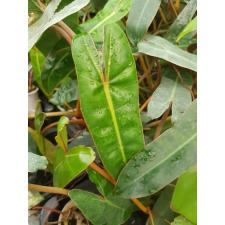 Philodendron billietiae orange petiole