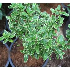 Serissa foetida variegata 263