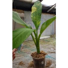 dieffenbachia sp Yellow variegated N1 по 2500p