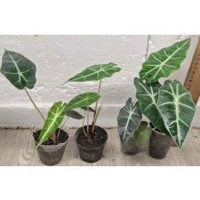 Алоказия Полли / Alocasia Polly (S)