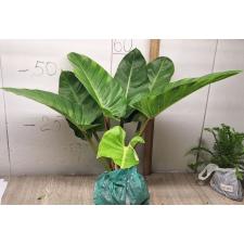 Philodendron Imperial Green (L)