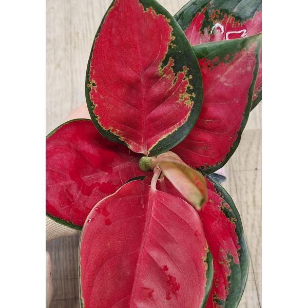 Аглаонема Суксом Японг / Aglaonema Suksom Jaipong A-85