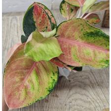 Аглаонема Китти / Aglaonema Kitty A-59