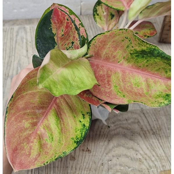 Аглаонема Китти / Aglaonema Kitty A-59