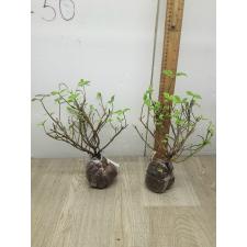 Orthosiphon aristatus variegated 196
