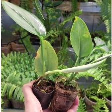 Сциндапсус пиктус мунлайт / Scindapsus pictus moonlight (S) pot