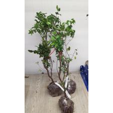 Myrciaria cauliflora (Brazilian Grape tree) mart 236