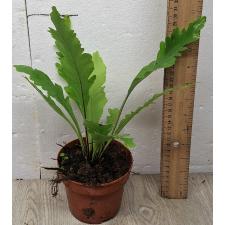 Асплениум Нидус "Кампио" / Asplenium Nidus 'campio'