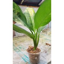 dieffenbachia sp Yellow variegated N8 по 3500p