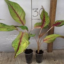 Аглаонема Тонг Фулл Хаус / Aglaonema Tong full house A-45