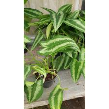 schismatoglottis wallichii 14 cm pot 
