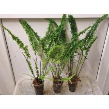 Nephrolepis exaltata cv. Wagneri (S)