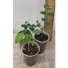 carissa grandiflora (S)