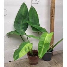 Philodendron Jose bruno 