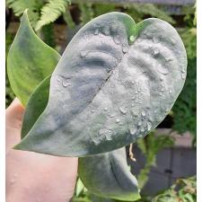 Сциндапсус Платинум / Scindapsus Platinum