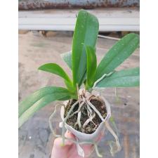 Phal. I-Hsin Confetio 507 peloric
