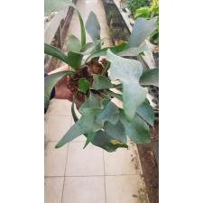 platycerium bifurcatum 12 cm pot