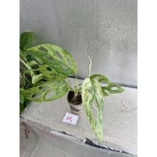 Monstera adansonii yellow variegated стакан 01  д