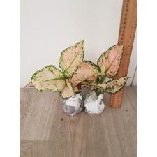 Aglaonema Baby Pink A-19