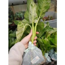 philodendron giganteum variegated