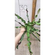 Codiaeum C-5 Sung thong Уценка