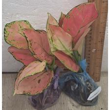 Аглаонема Супер Розовая / Aglaonema Super Pink A-41