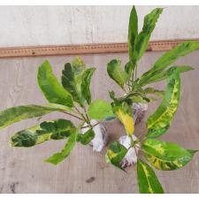 Codiaeum Variegated A-65