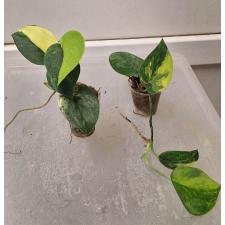 Scindapsus Jade Satin variegated