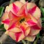 Adenium 7517